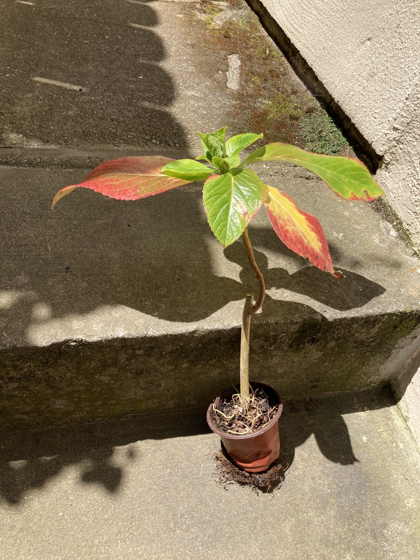 Hydrangea Plant