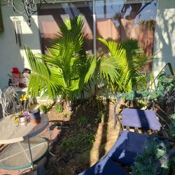 2 Magesty. Must Dig Up. $100.  In Cerritos 
