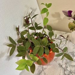 2 Different Tradescantia plant