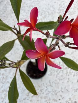 Plumeria Kaneohe Sunburst Rooted