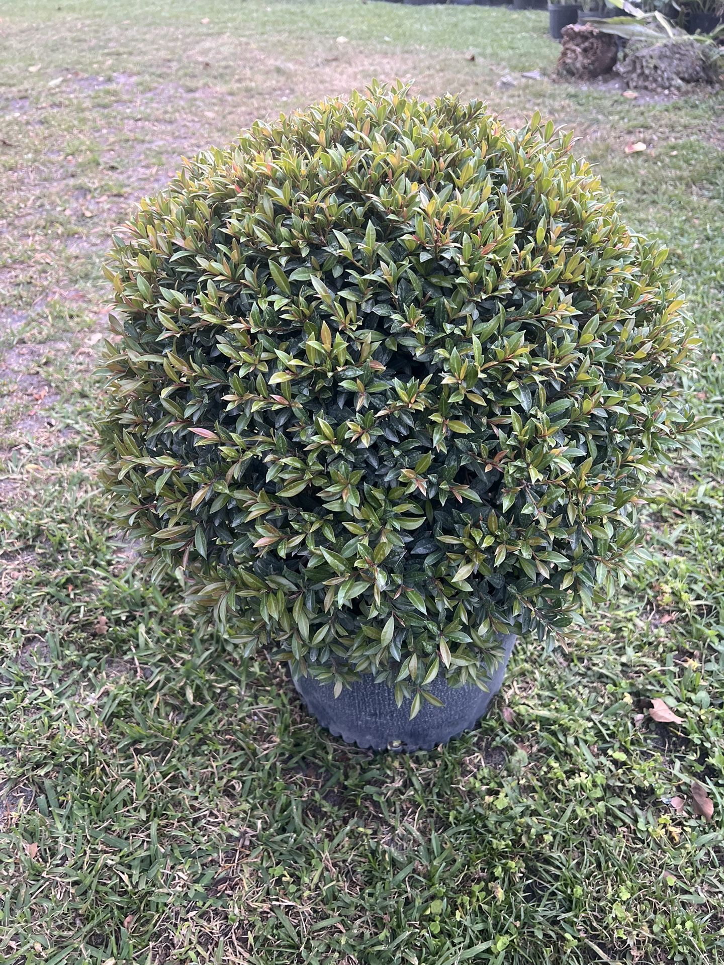 EUGENIA TOPIARY GLOBE ( 7 Gallon Pot) Add Formal Touch To Porch, Patio & Garden Home & Garden