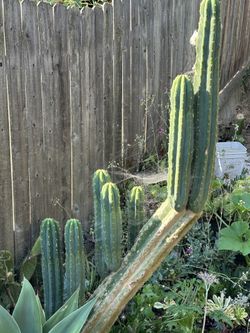 San Pedro Cactus Cuttings