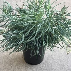 $5 Senecino Succulent Plant