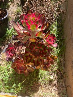 Black rose aeoniums