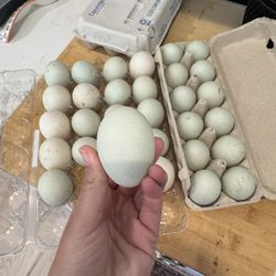 Hatching Eggs (Runner Duck)