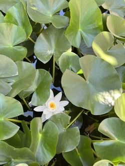 Water Lilly With Root