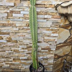 4 Ft. Tall Cactus Plant 