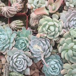 Succulents Plant.