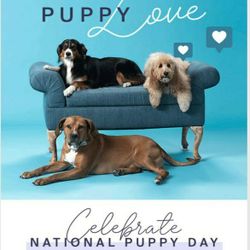 National Pup Day! Vegan Products For Them