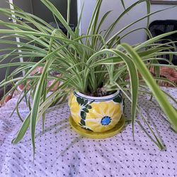 Large Spider Plant