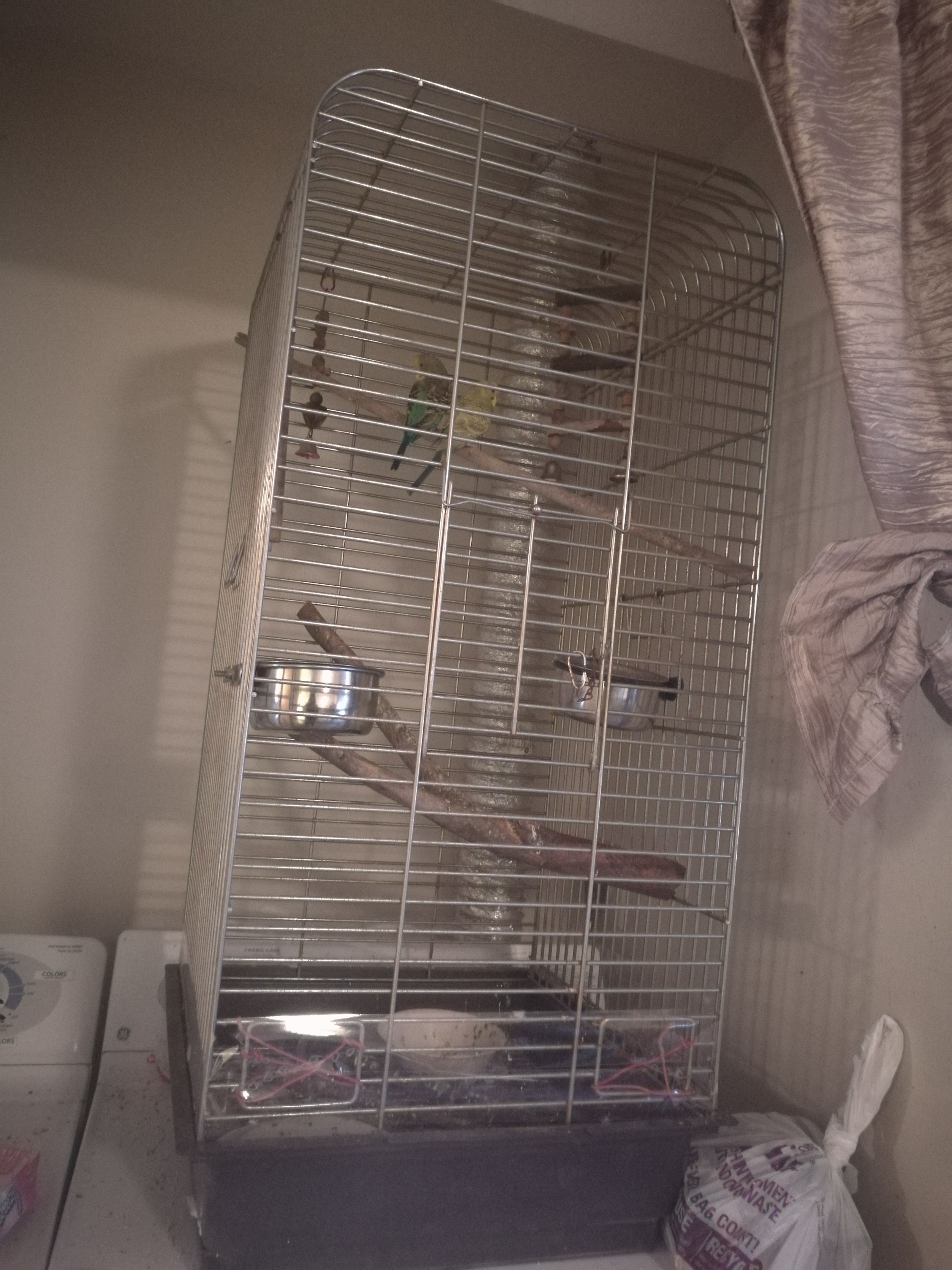 Parakeets and cage with food