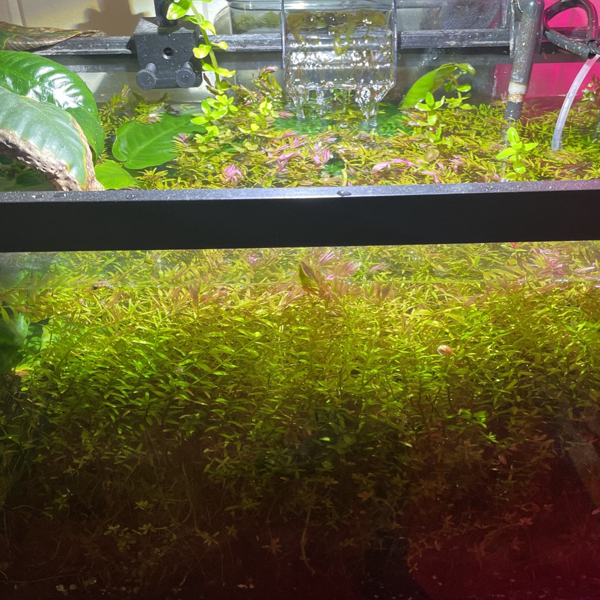Rotala Aquarium Stems