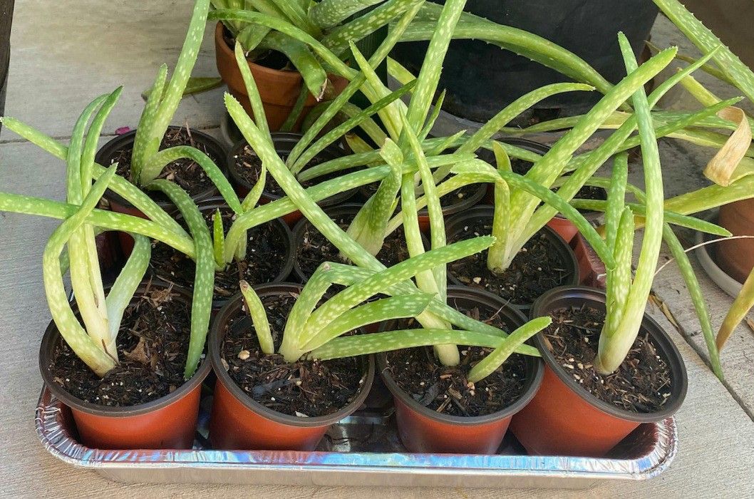 Variegated Aloe Vera plant/ Indoor Plant/ House Plant Cactus Succulent