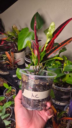 Croton starter plant