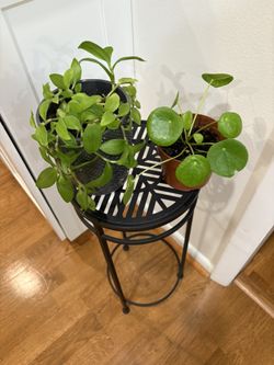 Set Of Two Plants 