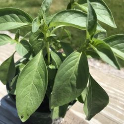 Lemon Basil - (2-3 Plants) - 3.5 inch pot 