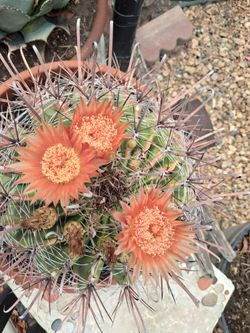 Red barrel cactus.