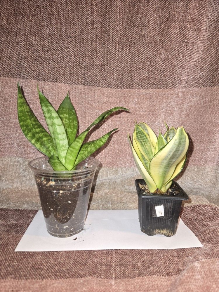 Snake Plant Bundle