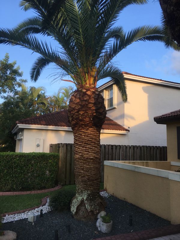 Palm Tree for Sale in Miami, FL OfferUp