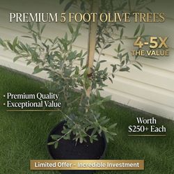 Five Foot Premium Olive Trees