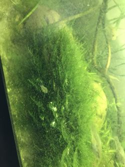 Aquarium Plants