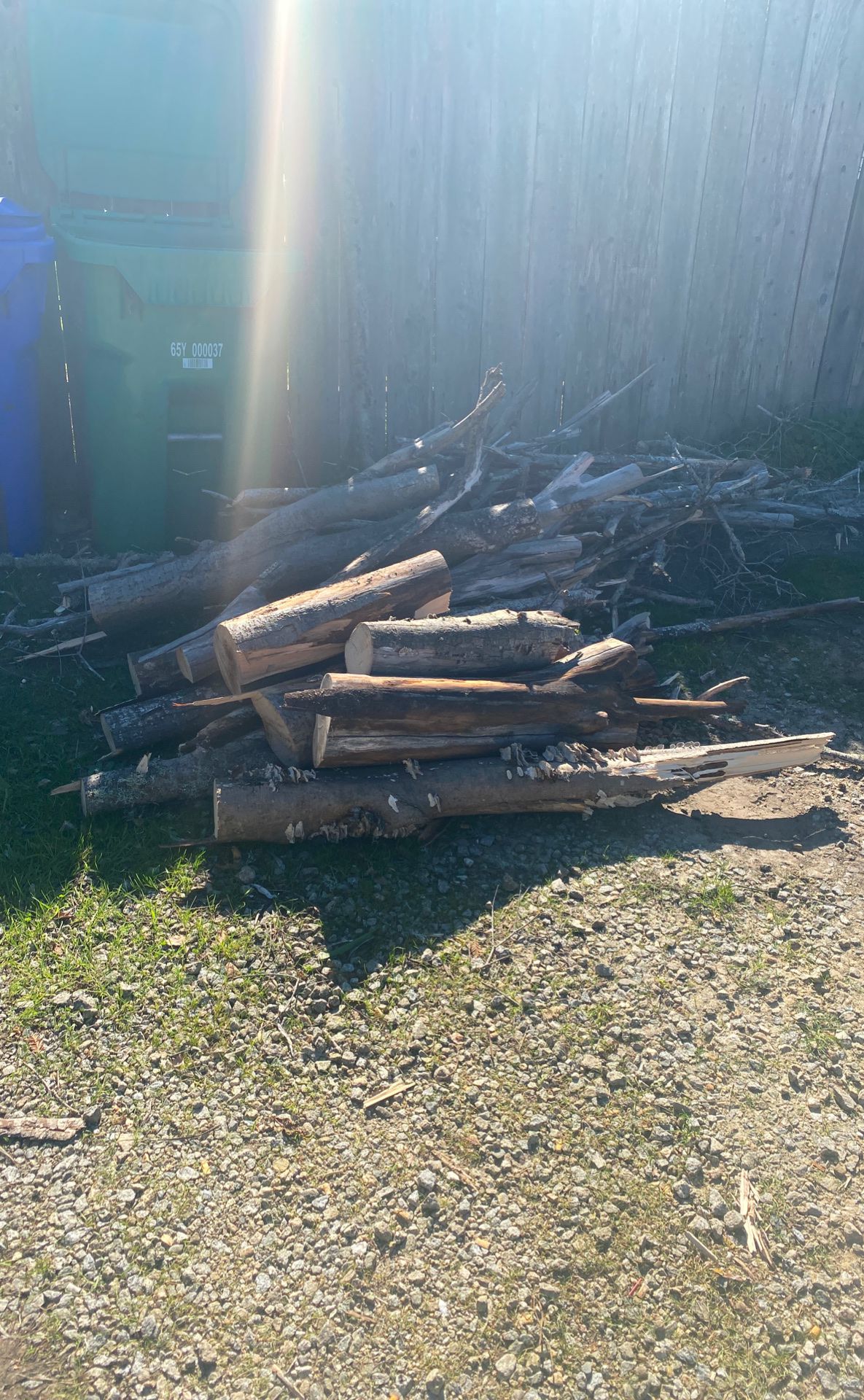 Free fire wood tree fell over the weekend