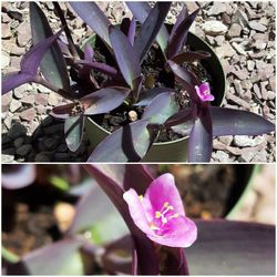 Plant Purple Heart Loves Sun