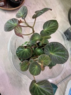 Begonia Manaus Cuttings