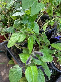 Black and blue salavia plant in 1 gal pot