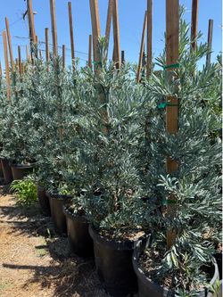 Icee Blue Podocarpus