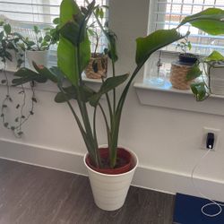 Live Plants Available!