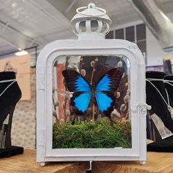 Real Blue Butterfly Entomology In Lantern 