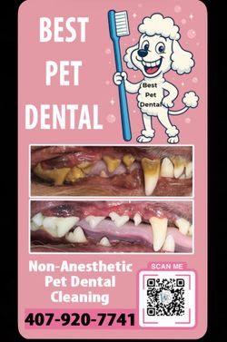 Pet dental business cards