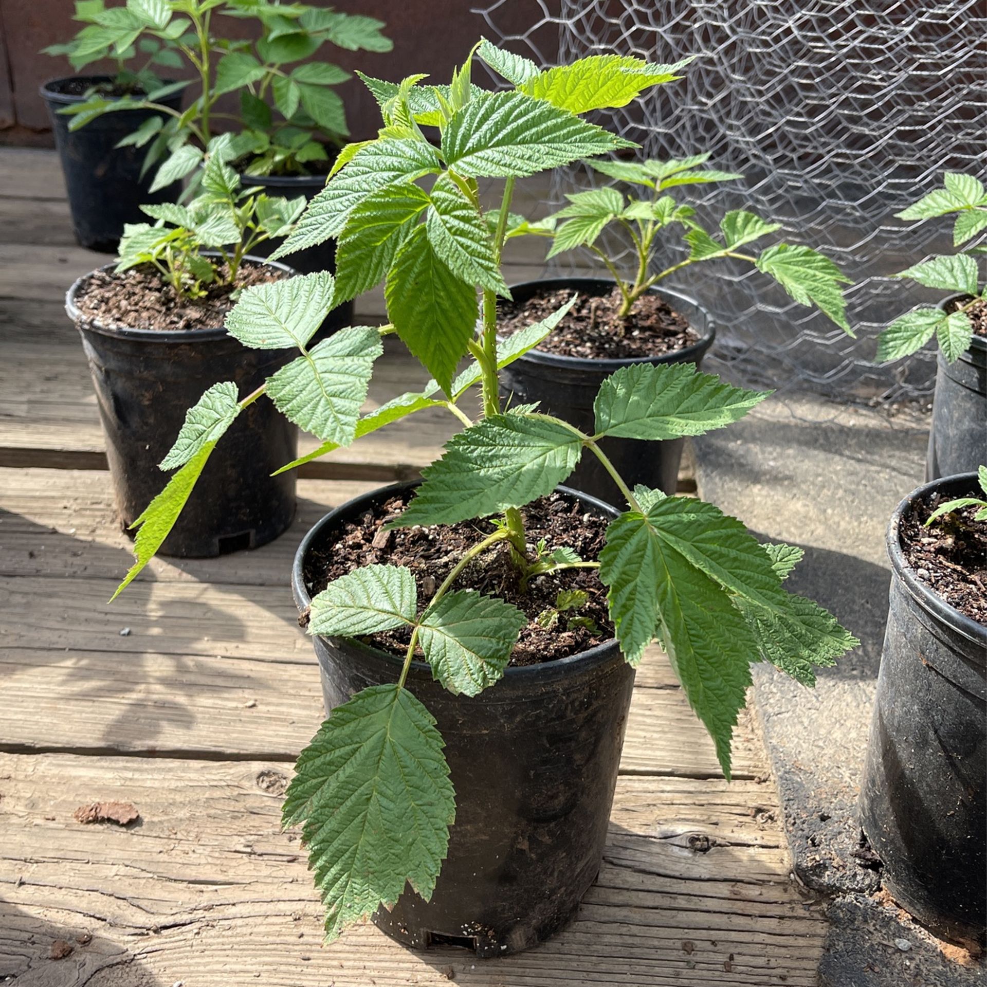 Raspberry Plants