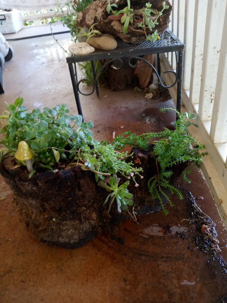Succulents In A Stump