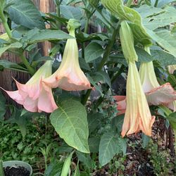 Angels Trumpet pink color