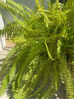 Large Fern plant