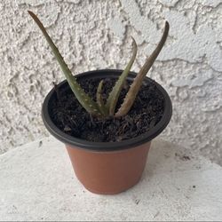 3 Inch Pot Succulent Plant - Aloe Arborescens - Candelabra Aloe - Torch - Rooted & Established - 🪴- Drought Resistant