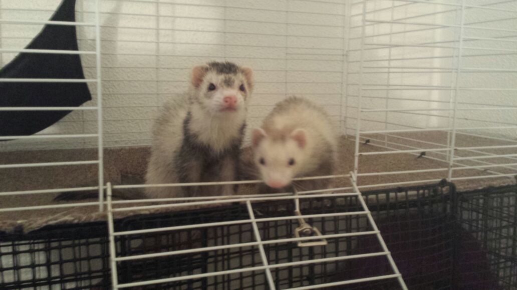 2 female Marshall ferrets for sale