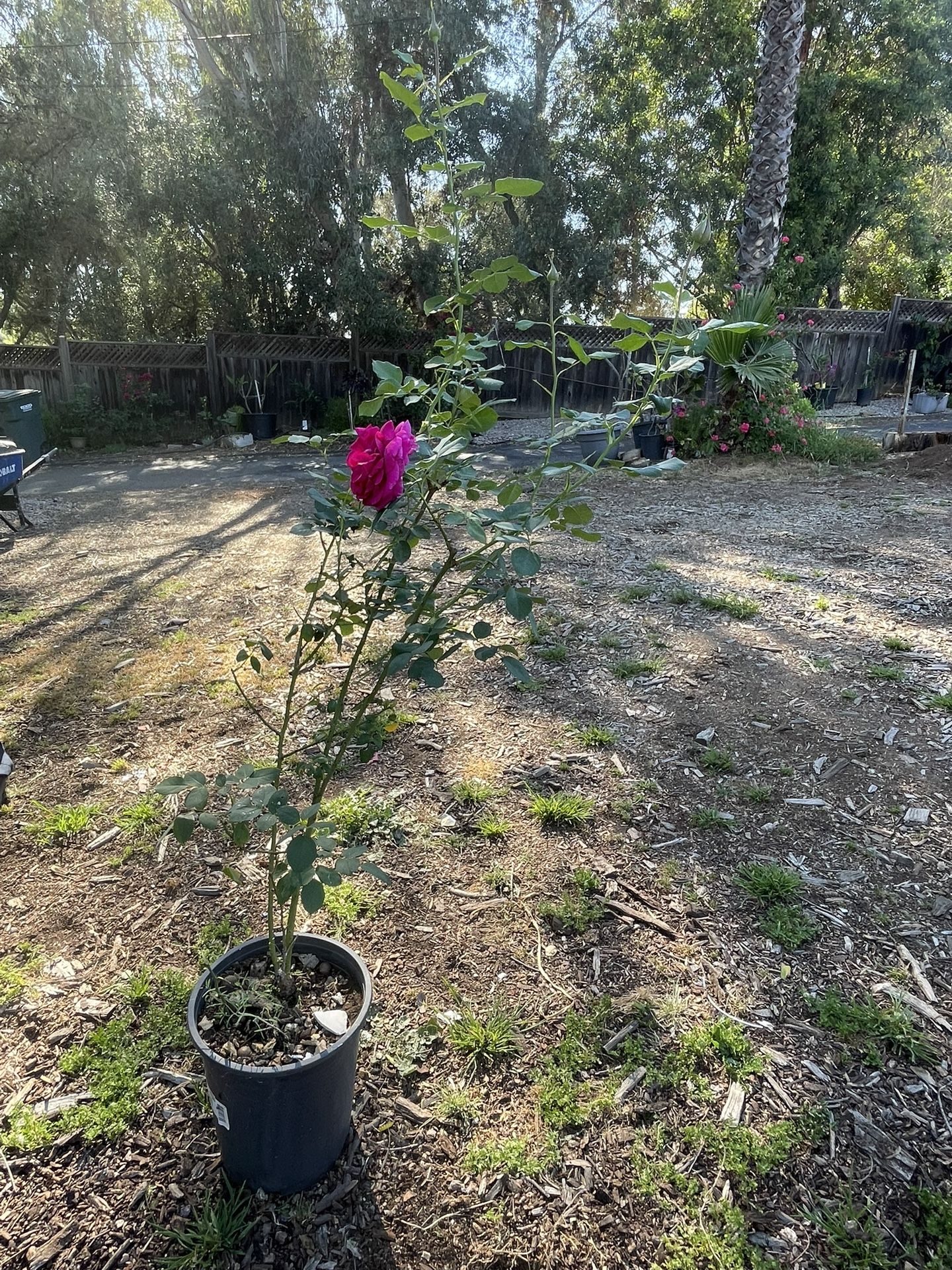SPlants For Sale