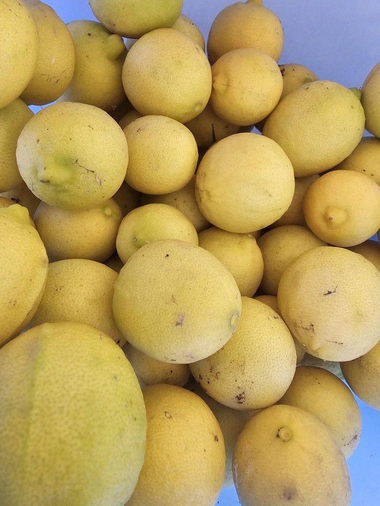 Limones Mexicanos $1 lb