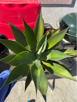 Plant