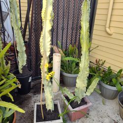 Cactus 4 Feet Toll 5 Gallon Pot