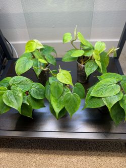 Heart leaf philodendron plants