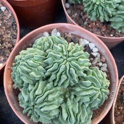Sperm Cactus Imported On Sale