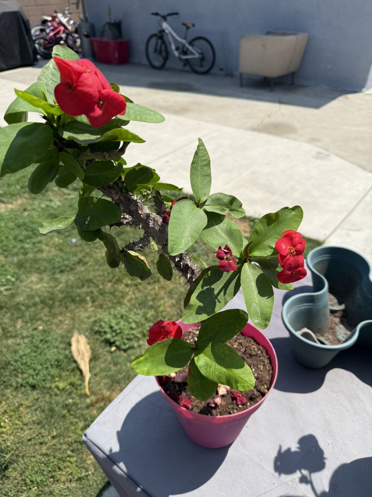 Corona De Cristo (Red)