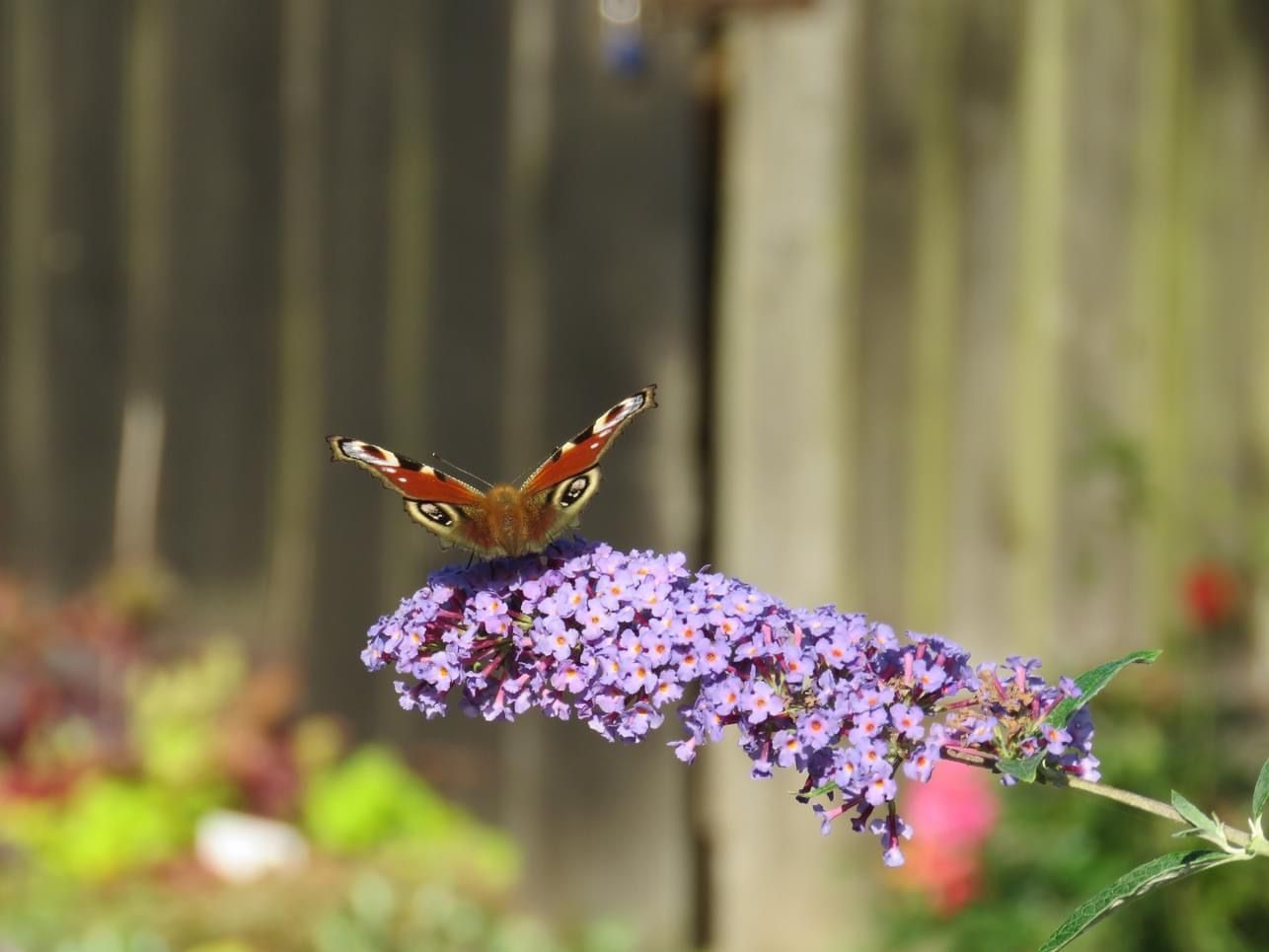 Butterfly Bush