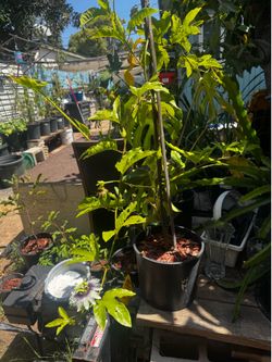 Passion Fruit Trees