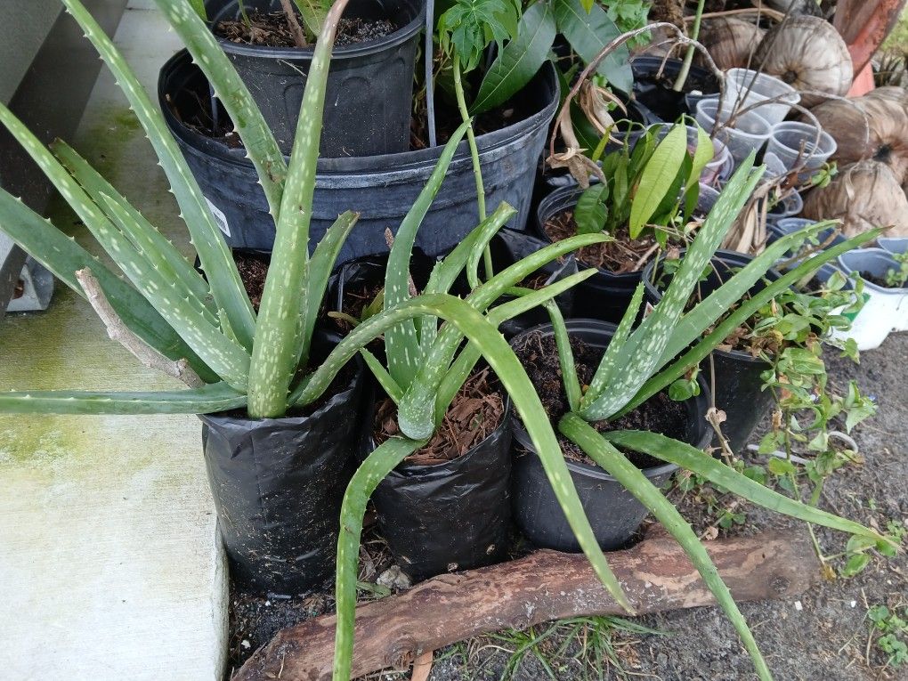 Aloevera