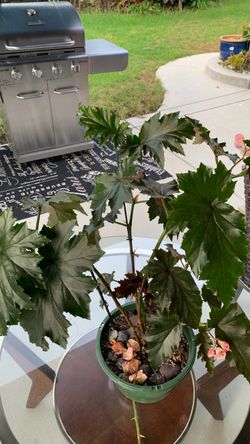 Bella begonia